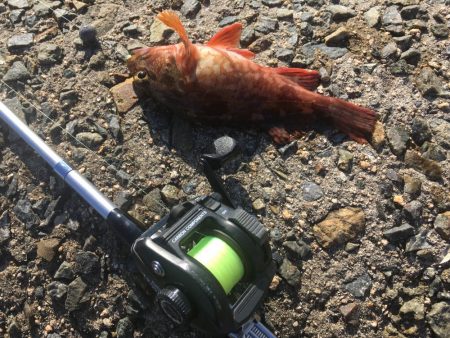 お昼まで穴釣り